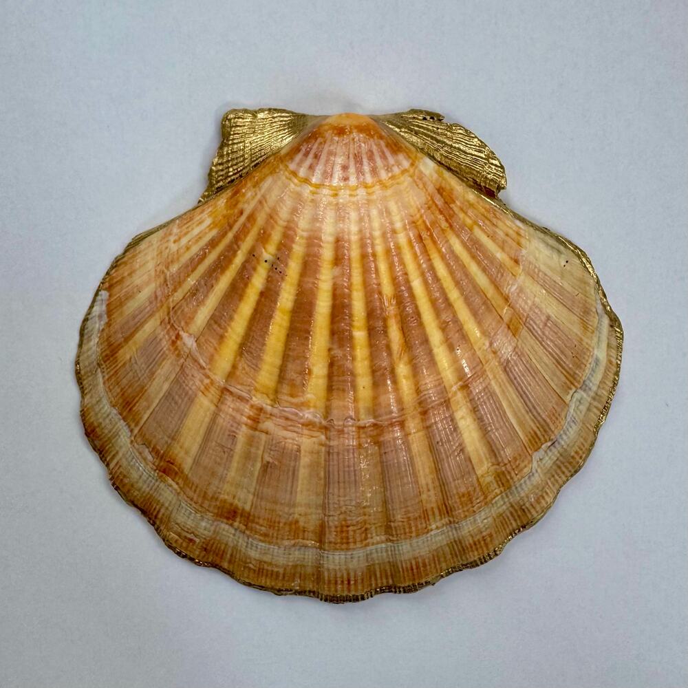 Tropical Fruit Trinket Dish | Scallop Shell Jewelry Dish | Coastal Decor - Picture 5 of 6